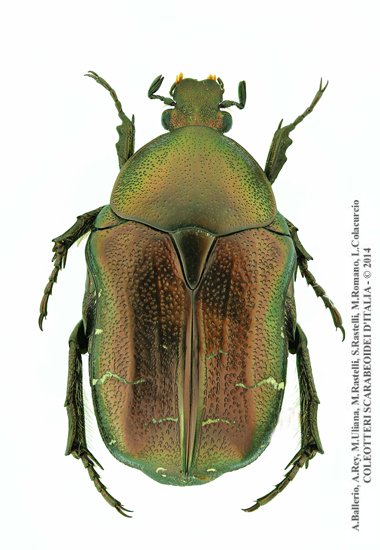 Cetonia aurata sicula